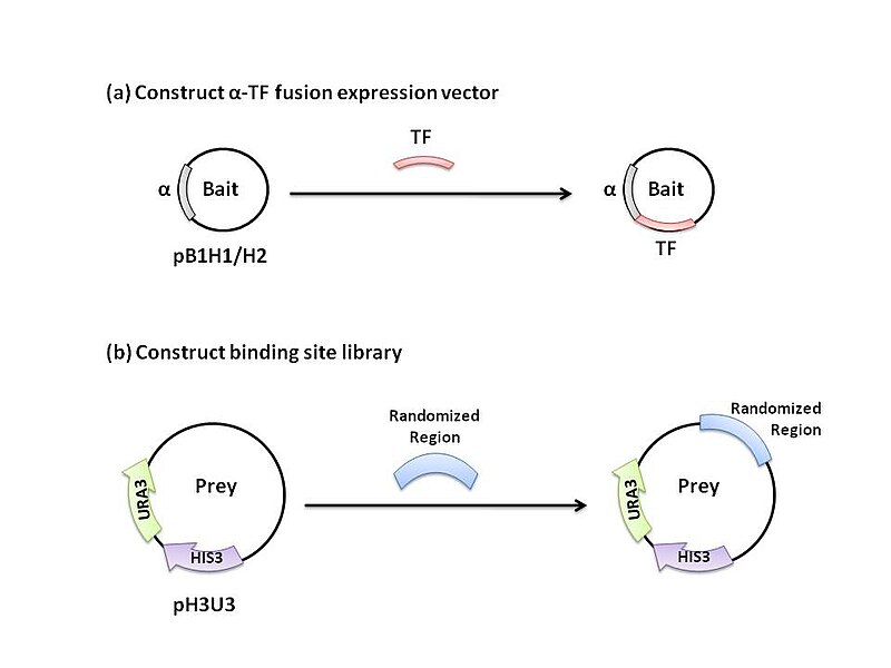 File:Slide2.JPG