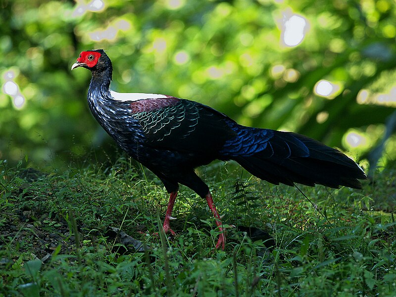 File:Swinhoe's Pheasant 0673.jpg