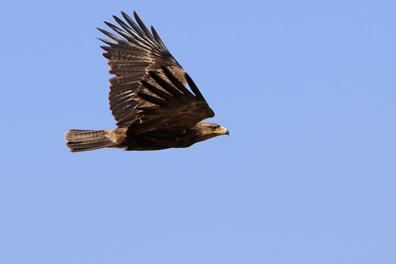 Файл:Tawny Eagle Aquila rapax.jpg