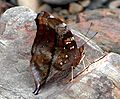 Autumnleaf (Doleschallia bisaltide) Underside view at Jairampur, Arunachal Pradesh, India.