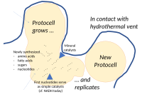 Protocells in a hydrothermal vent can grow by adding fatty acids to their membrane, other organics to their cytoplasm.[248]