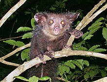 Aye-aye (a lemuriform primate with large head, ears, and eyes; black, wiry fur; long, bushy tail; and hands with one unusually thin and long middle finger) perched on a branch