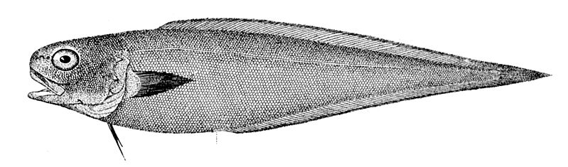 Archivo:Benthocometes robustus.jpg