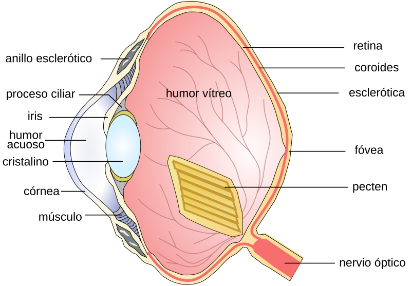 Archivo:Birdeye ES.svg