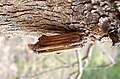 Case Moth (Psychidae)