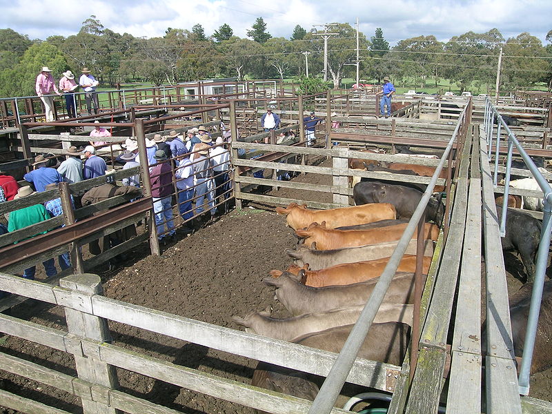 File:Cattle sale 1.JPG