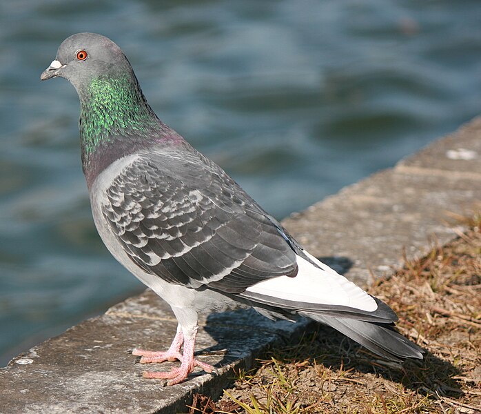 Archivo:Columba livia in Japan.JPG