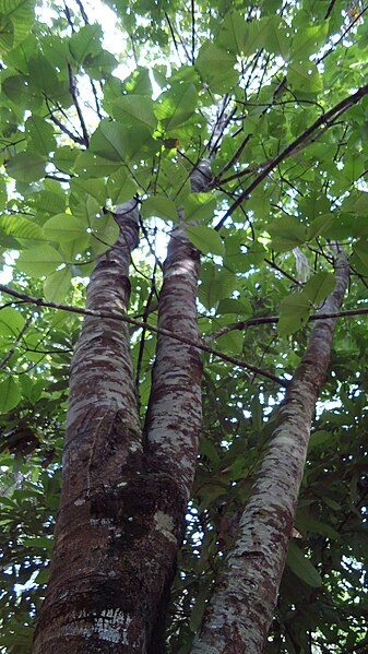 File:Couma macrocarpa.JPG