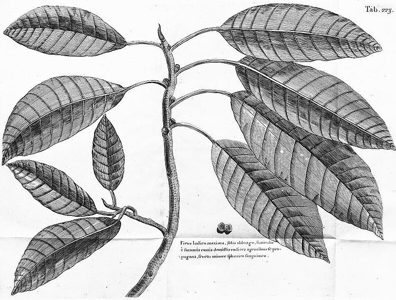 File:Ficusindicamaxima.jpg