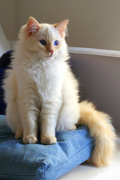 File:Flame point Ragdoll.jpg