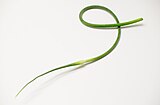 Garlic scapes are often harvested early so that the bulbs will grow bigger.