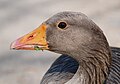 A Greylag Googe mugshot taken at the Rhine in Bonn, Germany