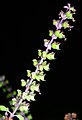 Flowers of the Holy Basil