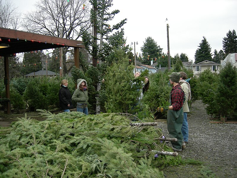 Файл:Hunter's Tree Farm 06.jpg