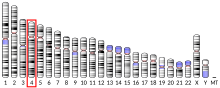 Ideogram human chromosome 4.svg