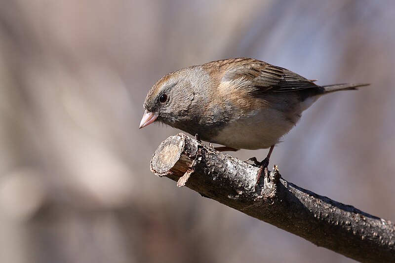 Файл:Junco hyemalis hyemalis CT2.jpg