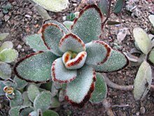 Kalanchoe tomentosa 01.jpg