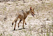 Zorro de las pampas