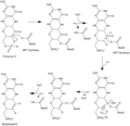 MPT Synthase Reaction Mechanism