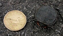 A baby Midland painted turtle next to a Canadian dollar coin both viewed from above. The two are roughly the same size.