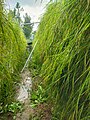 Vertical farming