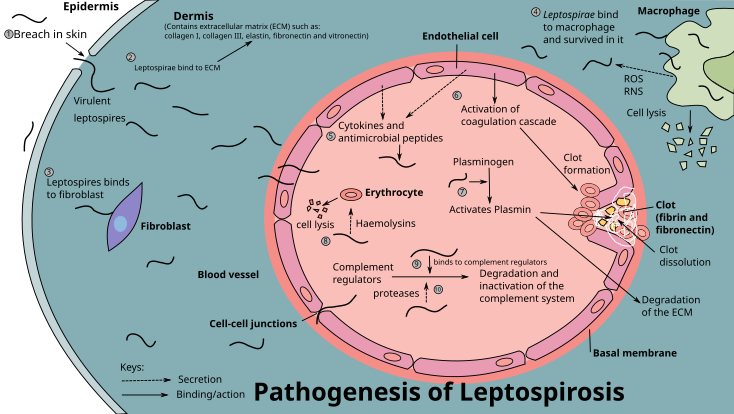 File:Pathogeneis of leptospirosis.svg