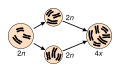 Image 20Speciation via polyploidy: A diploid cell undergoes failed meiosis, producing diploid gametes, which self-fertilize to produce a tetraploid zygote. In plants, this can effectively be a new species, reproductively isolated from its parents, and able to reproduce. (from Speciation)