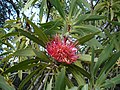 Protea laetans