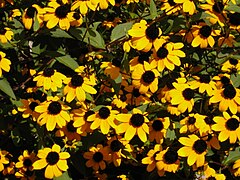 Rudbeckia triloba[англ.]*