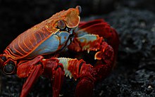 Sally Lightfoot crab (4202519454).jpg