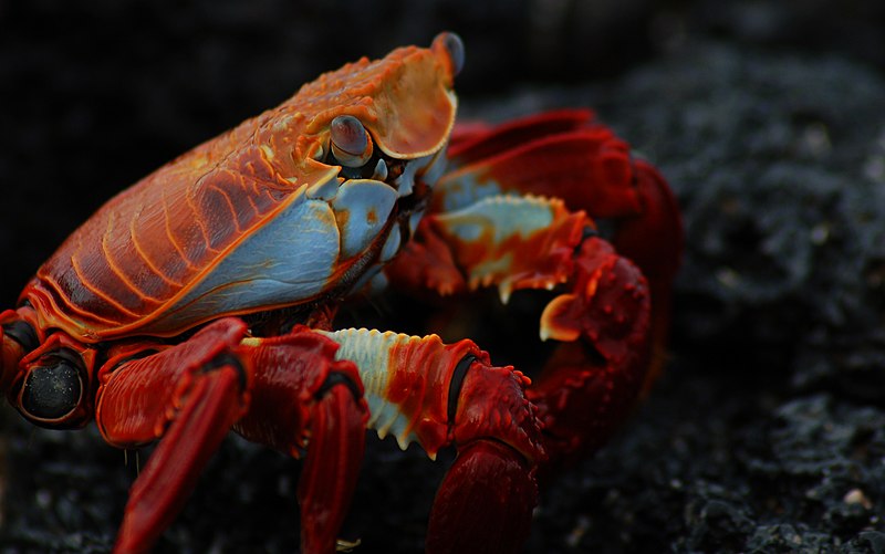 File:Sally Lightfoot crab (4202519454).jpg