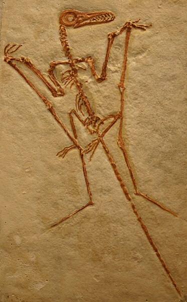 Файл:Solnhofen Rhamphorhynchus cast.jpg