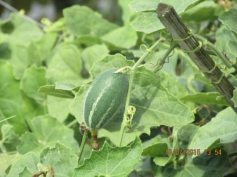 File:Trichosanthes dioica.JPG