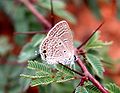 The Small Cupid (Chilades contracta) photographed in Bangalore