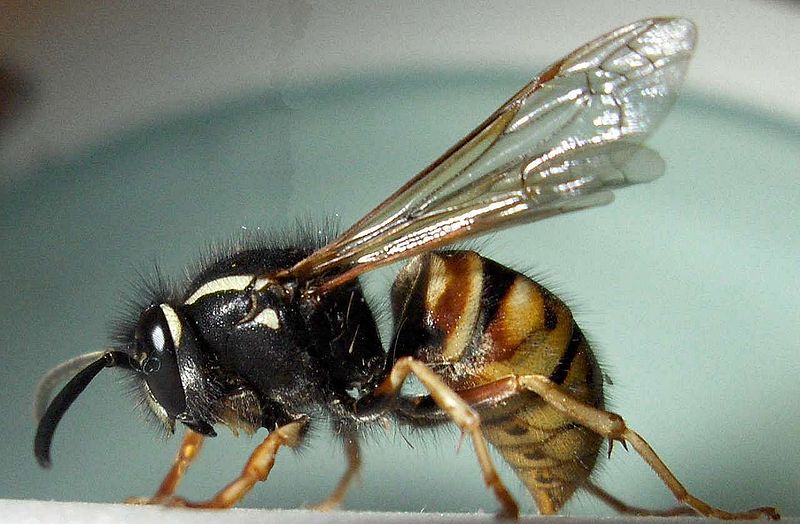 Файл:Vespula rufa-f.jpg