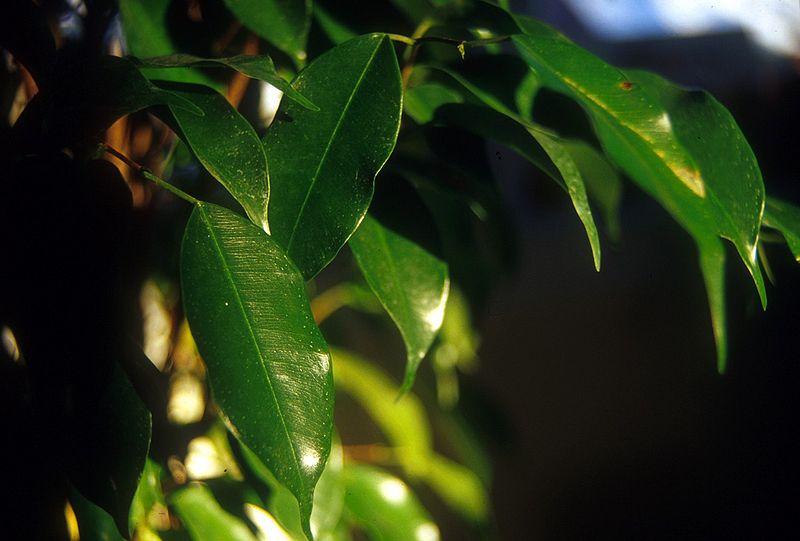 File:Weeping-fig Ficus-benjamina.jpg