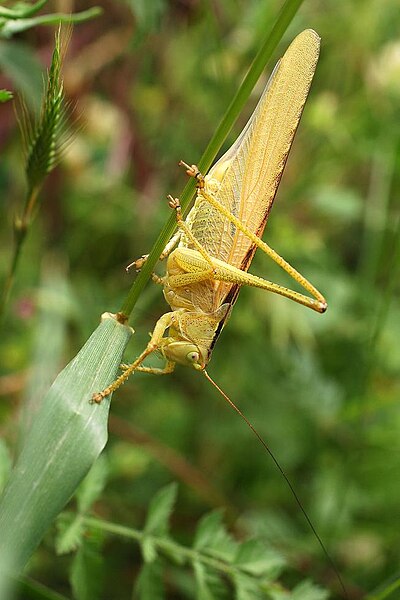 Файл:Yellow-green-tettigonia.jpg