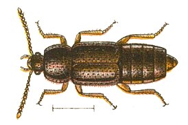 Acidota crenata