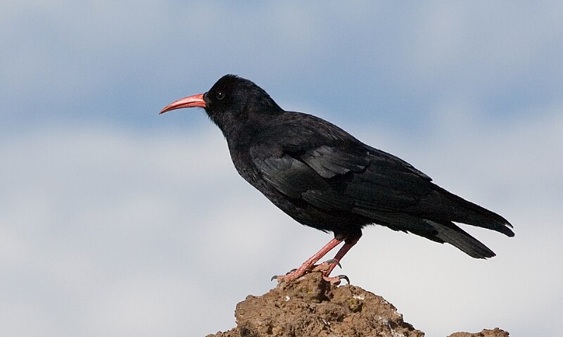 Файл:Alpenkrähe-Pyrrhocorax.jpg