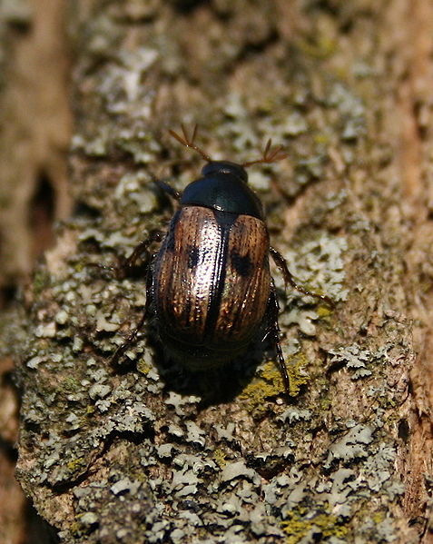 File:Anomala binotata.jpg