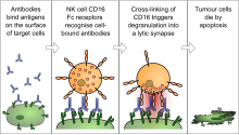 Antibody-dependent Cellular Cytotoxicity.svg