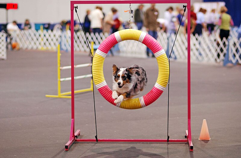 File:Australian Shepherd agility Flickr.jpg