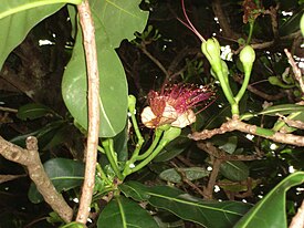 Баррингтония азиатская (Barringtonia asiatica)