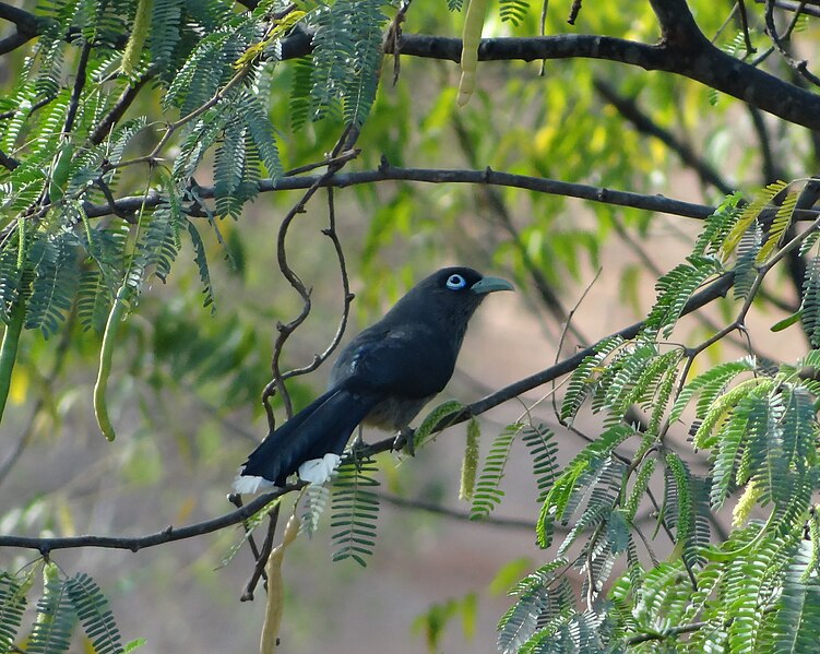 File:Blue-faced Malkoha in Perundurai.JPG