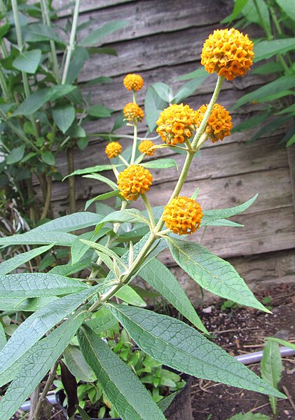 File:Buddleja araucana flower.jpg