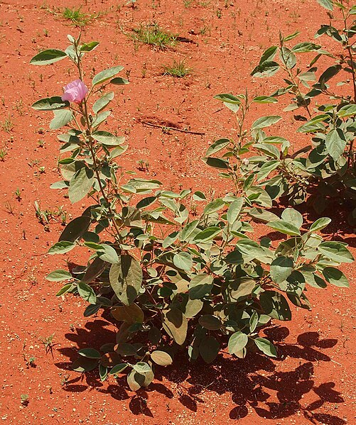 File:Desert rose habit.jpg