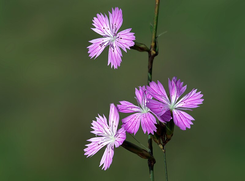 File:Dianthus strictus.JPG