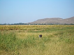 村子西邊一景