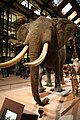 Mount of African Elephant in Paris Museum