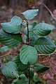 Glossy Buckthorn, Rhamnus frangula